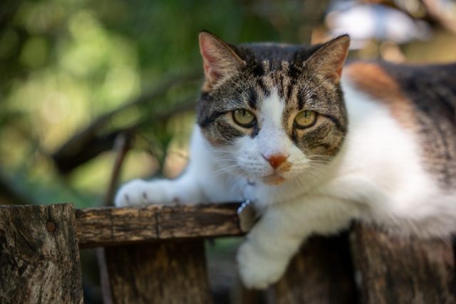 Cat portrait - baltimore maryland